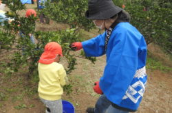 みかん狩り体験🍊山王保育園の皆さんが来てくれました！